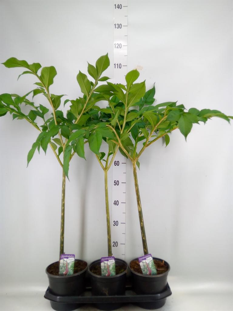 Горшечные цветы и растения оптом Amorphophallus Konjac от 3шт из Голландии с доставкой по России