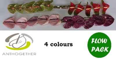 Срезанные цветы оптом Anthurium 4 colour mix in box от 20шт из Голландии с доставкой по России