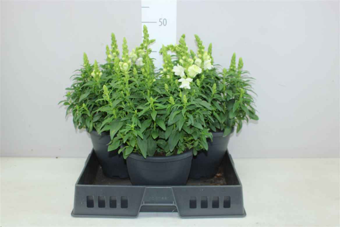 Горшечные цветы и растения оптом Antirrhinum Sultan White X от 3шт из Голландии с доставкой по России