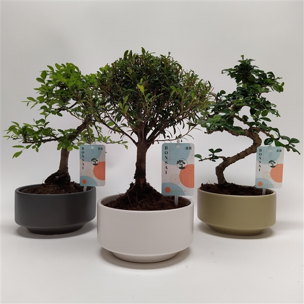 Горшечные цветы и растения оптом Bonsai Mix Pure от 6шт из Голландии с доставкой по России