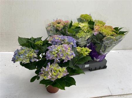 Горшечные цветы и растения оптом Hydrangea Ma Mix 7+ от 5шт из Голландии с доставкой по России