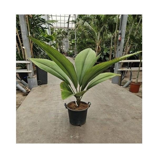 Горшечные цветы и растения оптом Johannesteijsmannia Jasmaniana от 1шт из Голландии с доставкой по России Горшечные цветы и растения оптом Johannesteijsmannia Jasmaniana от 1шт из Голландии с доставкой по России