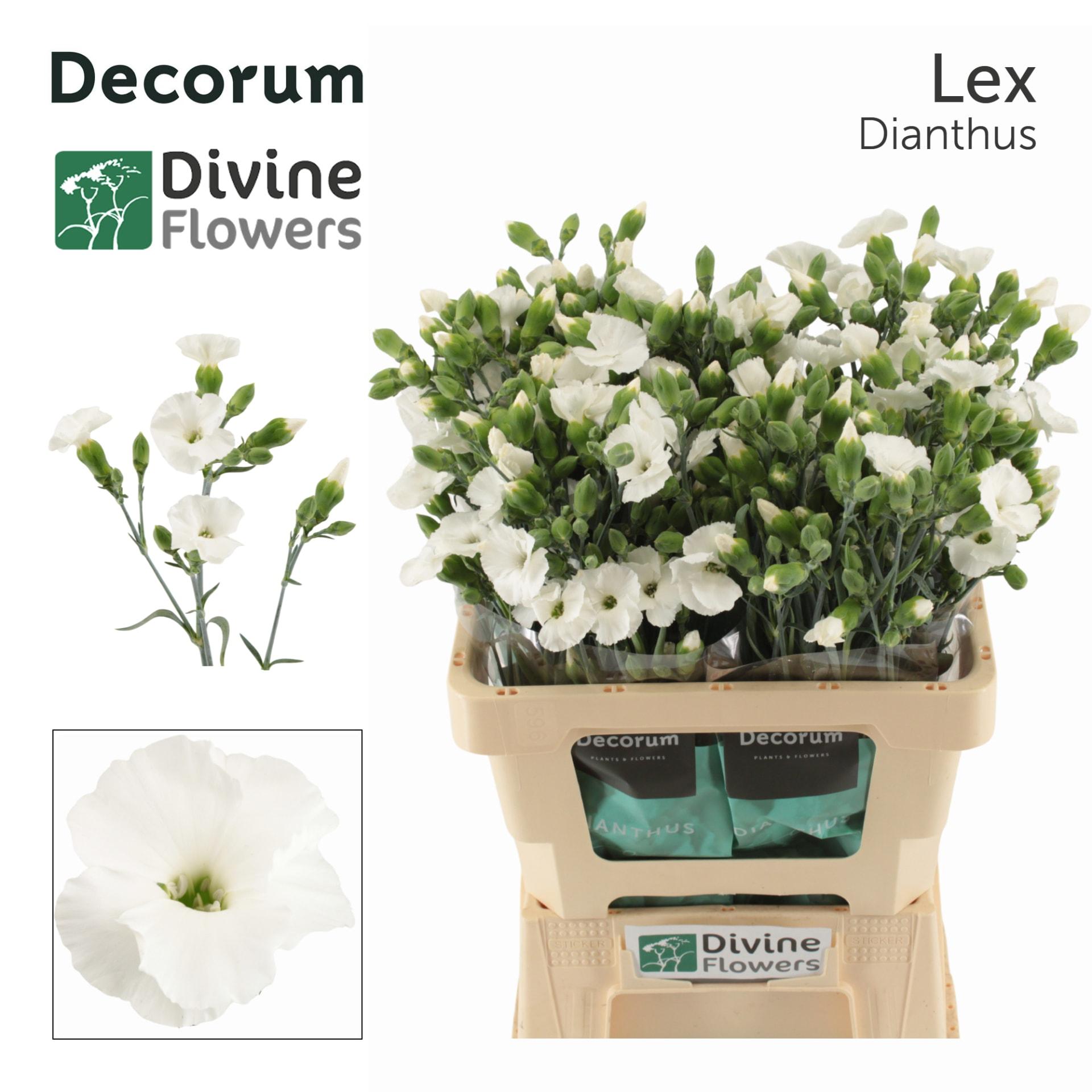 Срезанные цветы оптом Dianthus sp solomio lex от 60шт из Голландии с доставкой по России