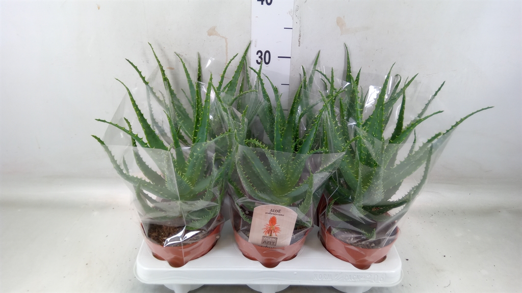 Горшечные цветы и растения оптом Aloe Arborescens от 6шт из Голландии с доставкой по России
