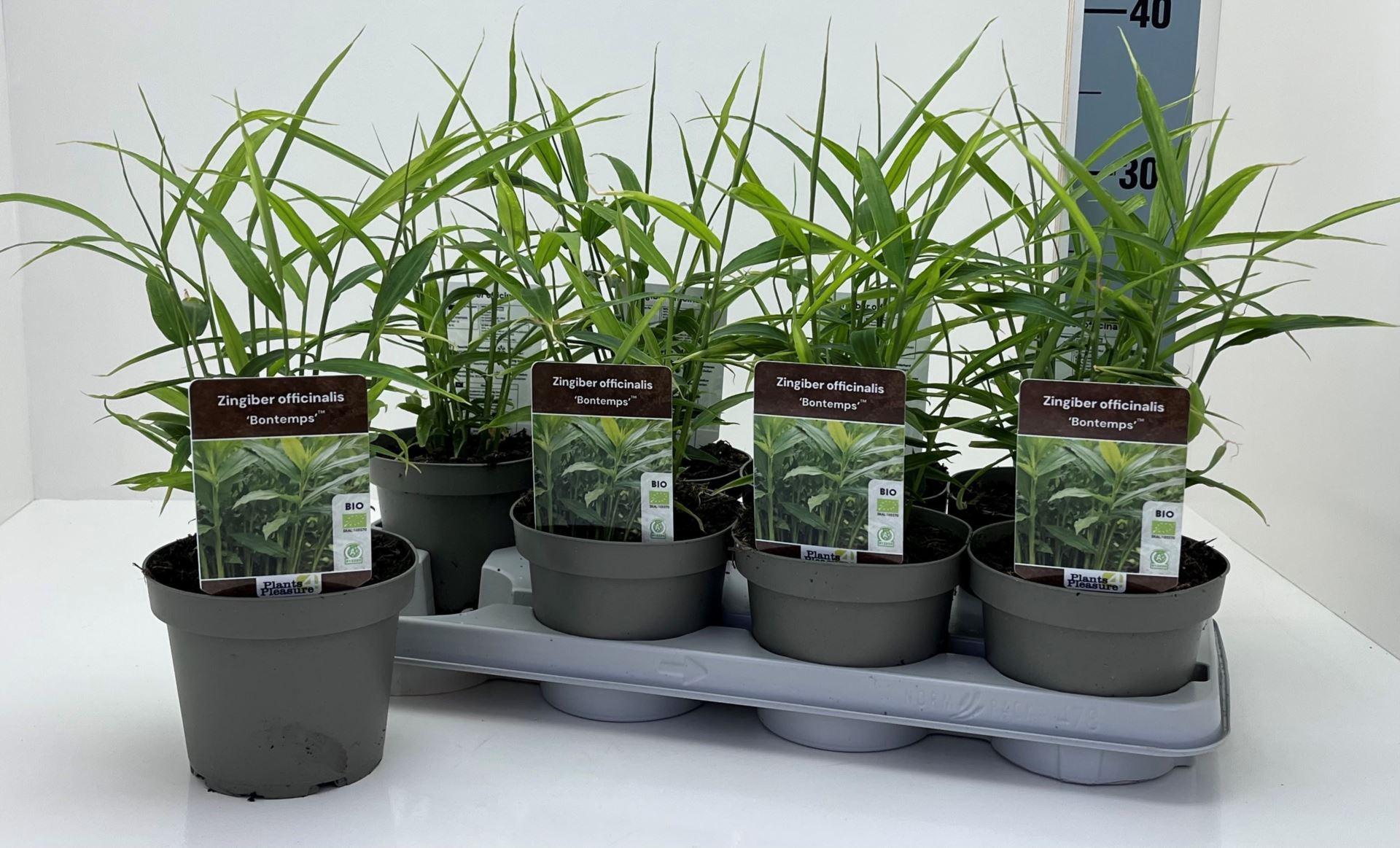 Горшечные цветы и растения оптом Zingiber Officinalis от 8шт из Голландии с доставкой по России