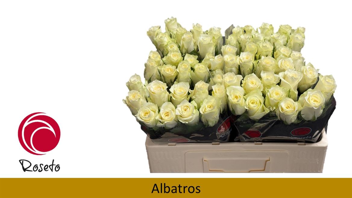 Срезанные цветы оптом Rosa large albatros от 60шт. из Голландии с доставкой по России