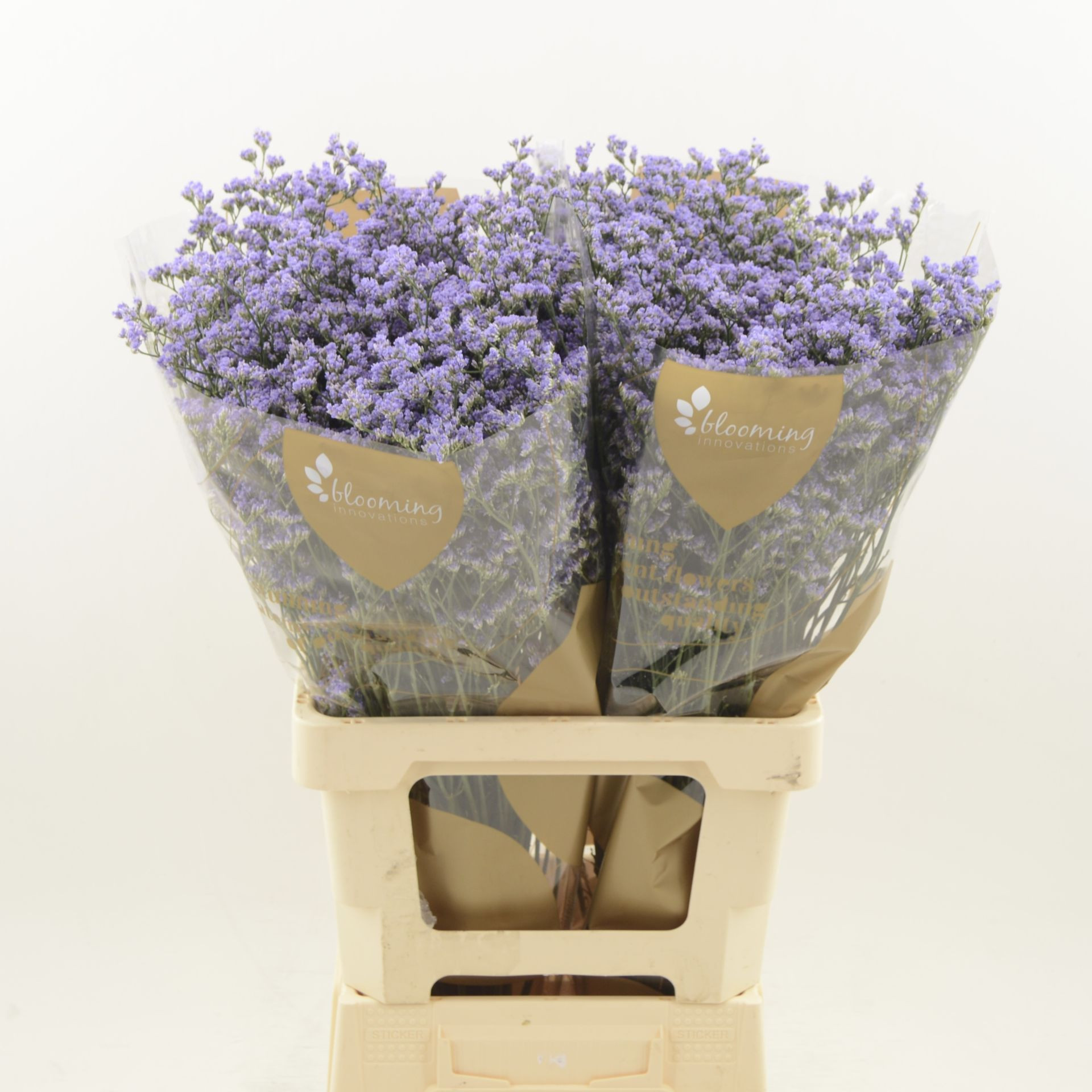 Срезанные цветы оптом Limonium utah blue от 350шт. из Голландии с доставкой по России