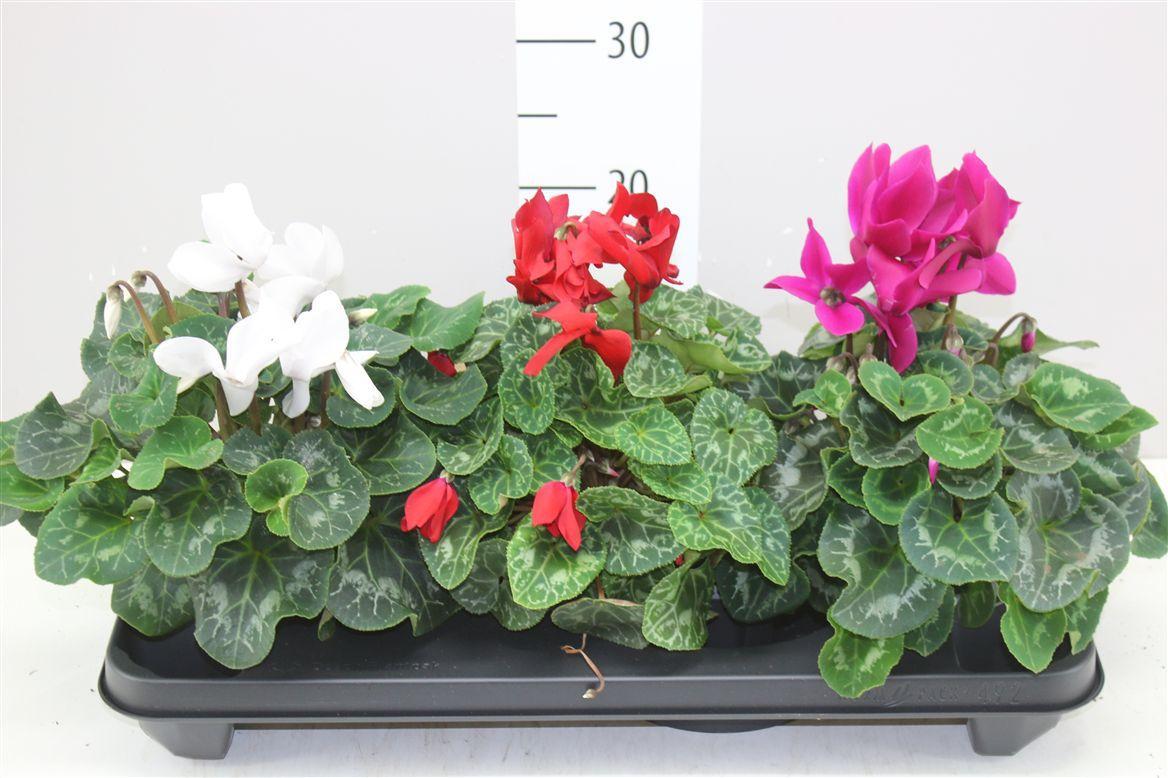 Горшечные цветы и растения оптом Cyclamen Gr S S Xl Gemengd от 3шт (для телеги) из Голландии с доставкой по России