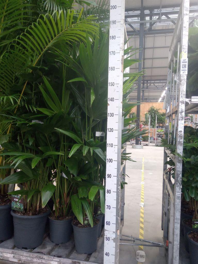 Горшечные цветы и растения оптом Palms   ... от 1шт из Голландии с доставкой по России