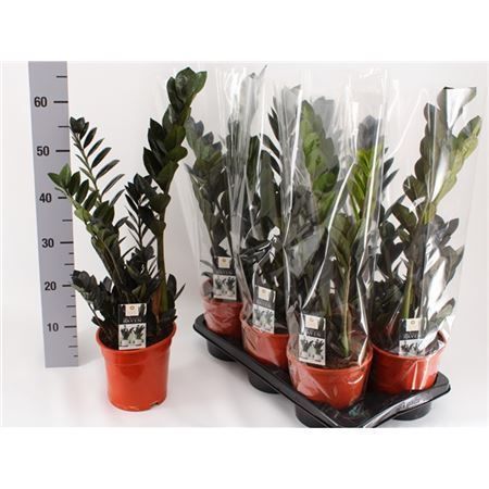 Горшечные цветы и растения оптом Zamioculcas Raven 3+ от 1шт из Голландии с доставкой по России