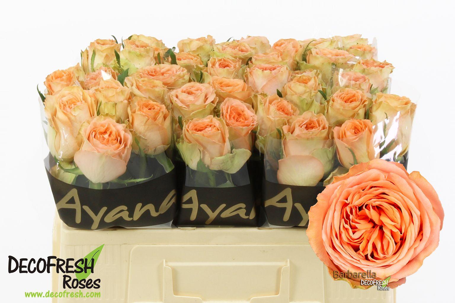 Срезанные цветы оптом Rosa large barbarella от 50шт из Голландии с доставкой по России