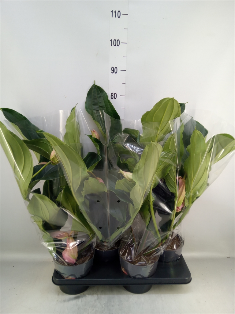 Горшечные цветы и растения оптом Medinilla Magn. от 4шт из Голландии с доставкой по России