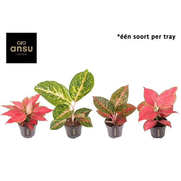 Горшечные цветы и растения оптом Aglaonema Red Surprise Tray от 6шт из Голландии с доставкой по России
