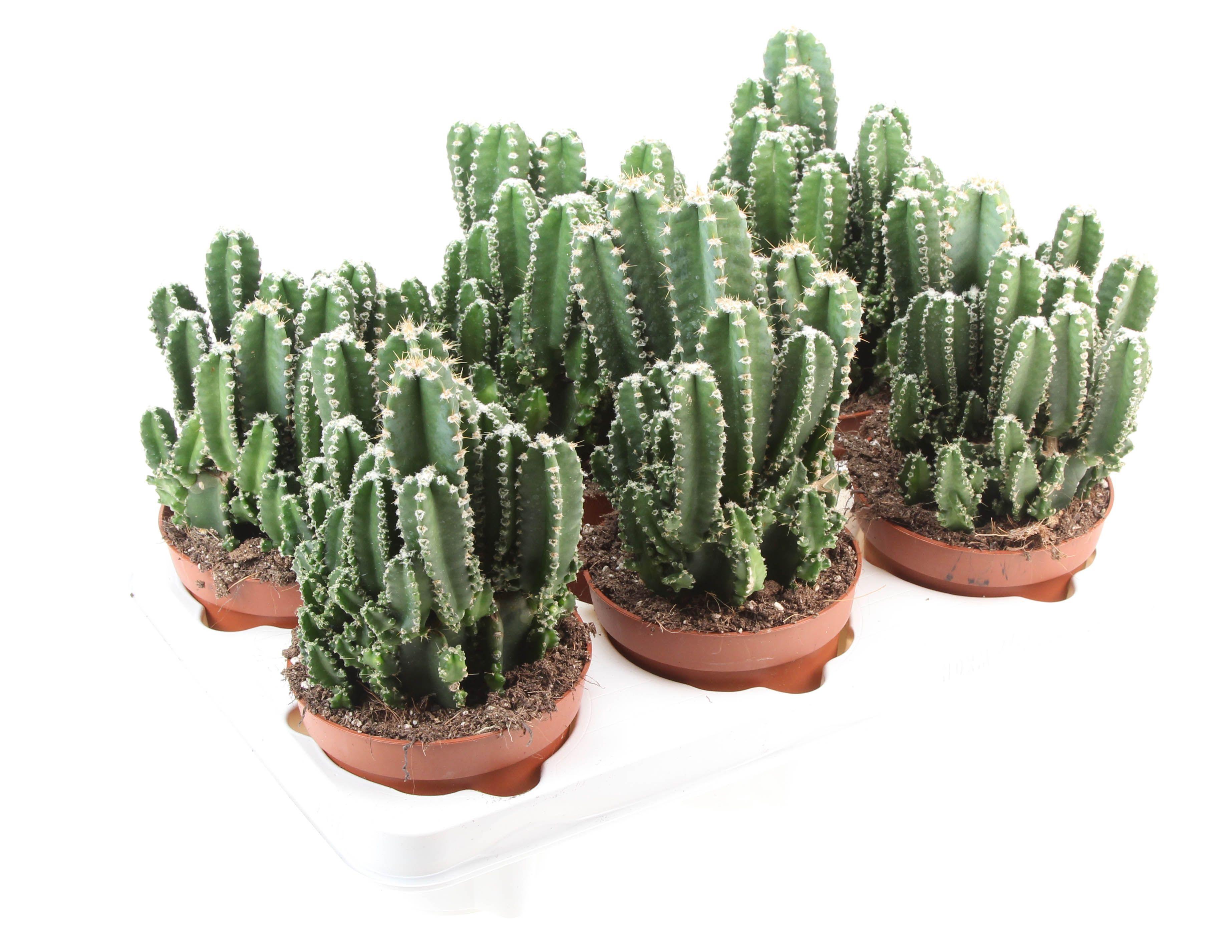 Горшечные цветы и растения оптом Cereus Florida от 6шт из Голландии с доставкой по России