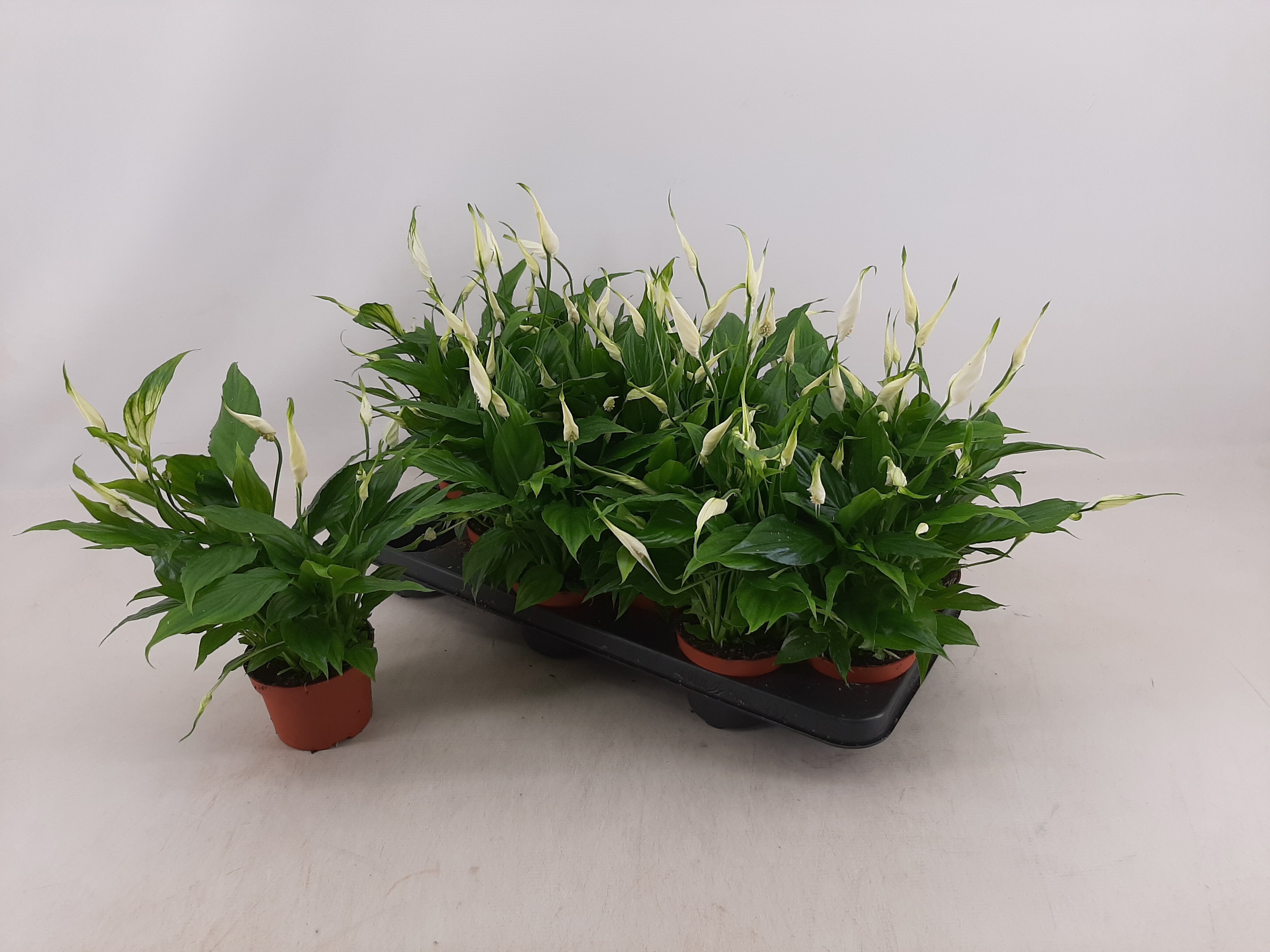 Горшечные цветы и растения оптом Spath Chopin от 12шт из Голландии с доставкой по России