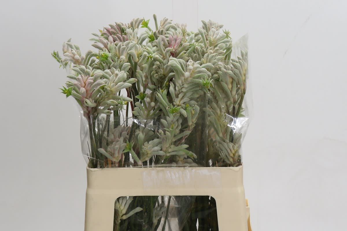 Срезанные цветы оптом Anigozanthos bush diamond от 40шт из Голландии с доставкой по России