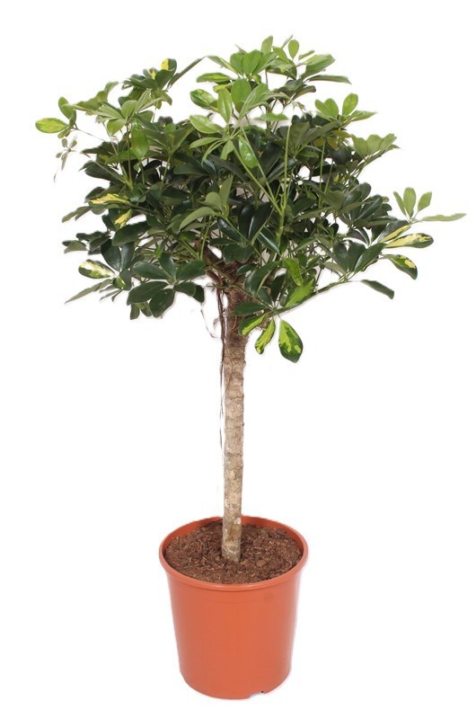 Горшечные цветы и растения оптом Schefflera Gold Capella On Stem от 1шт из Голландии с доставкой по России