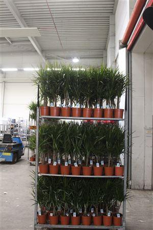 Горшечные цветы и растения оптом Dra Marginata 30-10 Cm от 1шт из Голландии с доставкой по России