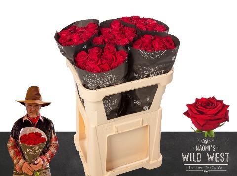 Срезанные цветы оптом Rosa large red naomi! Wild West от 50шт из Голландии с доставкой по России