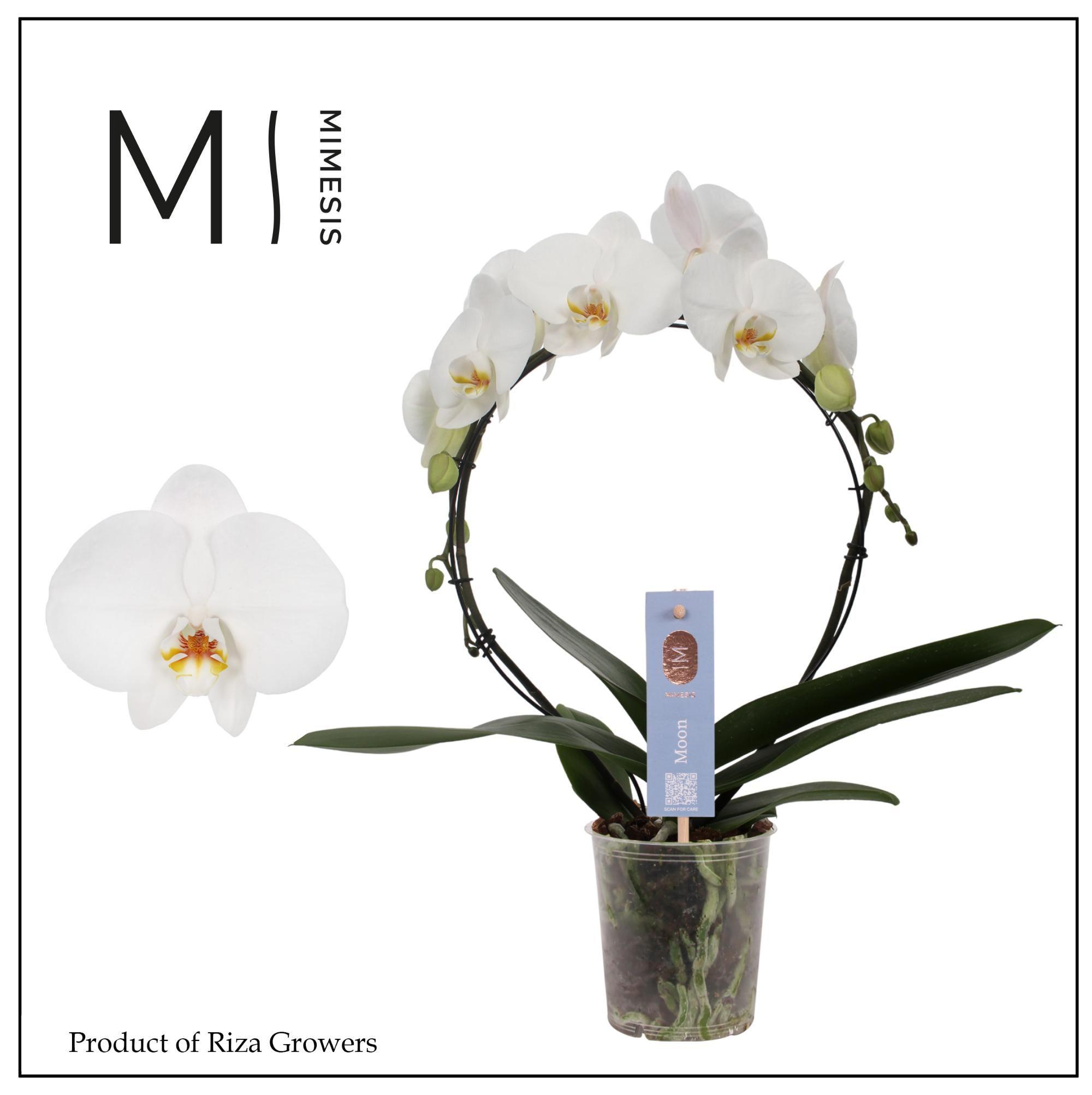 Горшечные цветы и растения оптом Phal Moon White Bow 16+ (mimesis) от 4шт (для телеги) из Голландии с доставкой по России