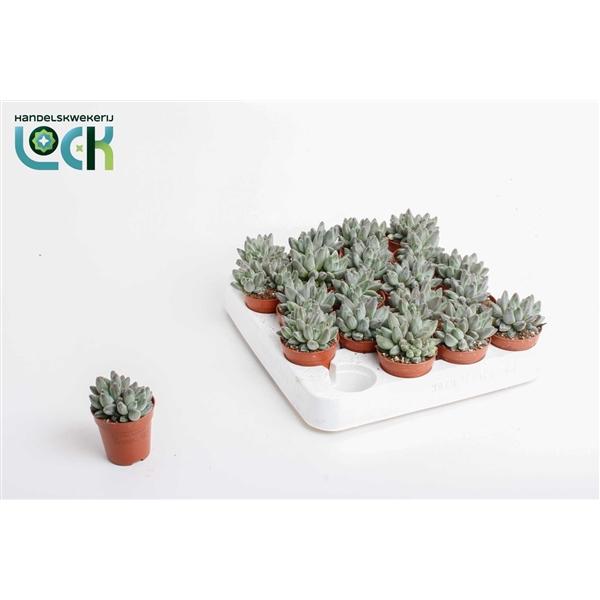 Горшечные цветы и растения оптом Echeveria Hookeri от 20шт (для телеги) из Голландии с доставкой по России