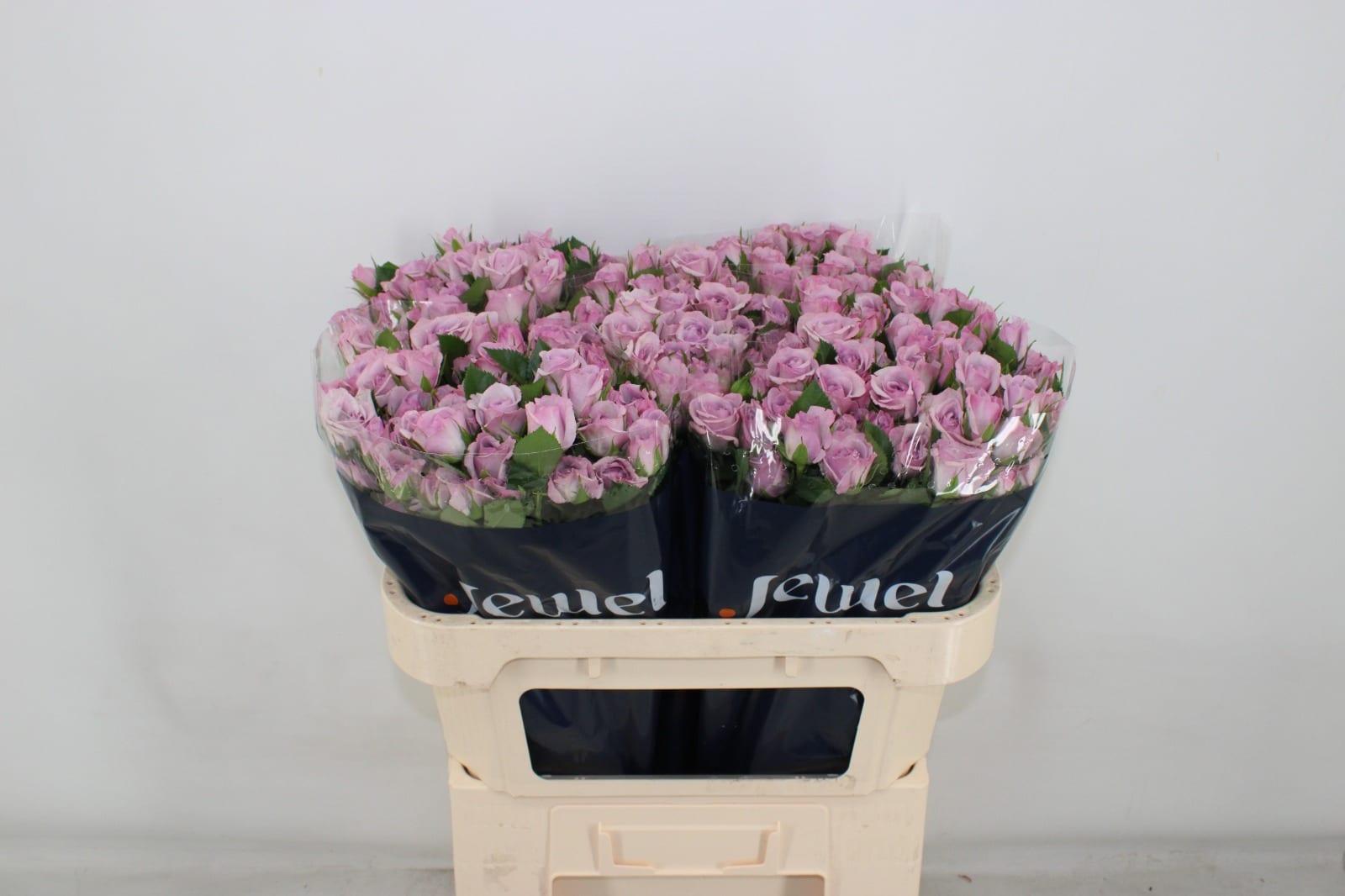 Срезанные цветы оптом Rosa spray nandi от 50шт из Голландии с доставкой по России