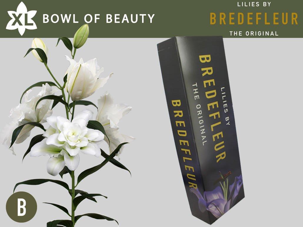 Срезанные цветы оптом Lilium or dbl bowl of beauty от 40шт. из Голландии с доставкой по России