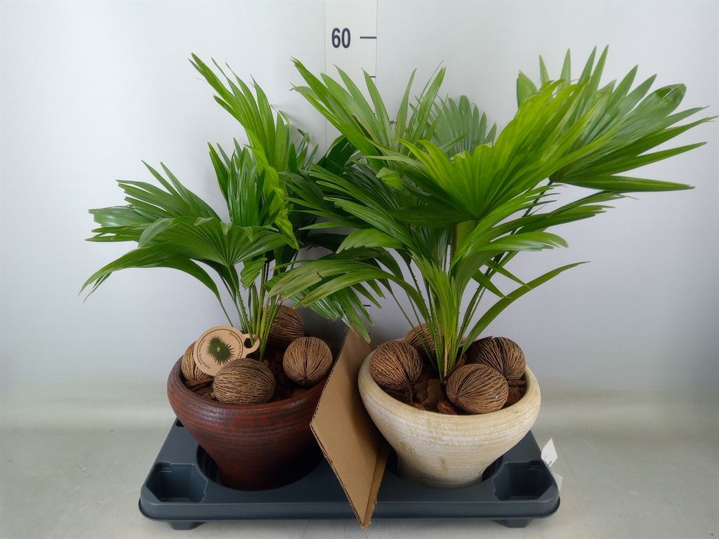Горшечные цветы и растения оптом Livistona Rotundifolia от 2шт из Голландии с доставкой по России
