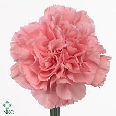 Срезанные цветы оптом Dianthus st betsy от 400шт из Голландии с доставкой по России Срезанные цветы оптом Dianthus st betsy от 400шт из Голландии с доставкой по России