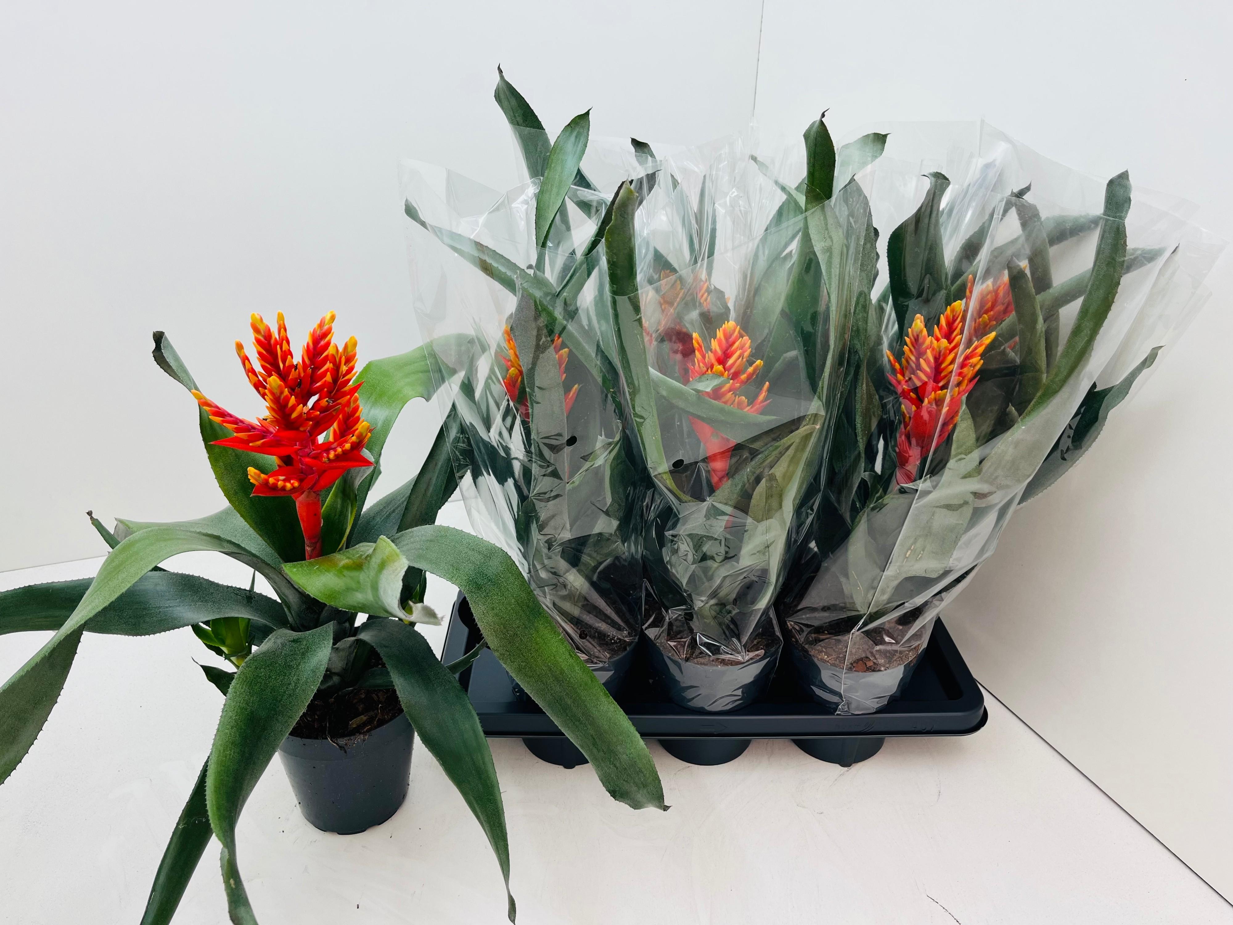 Горшечные цветы и растения оптом Aech Pe Elegant Flam от 7шт из Голландии с доставкой по России