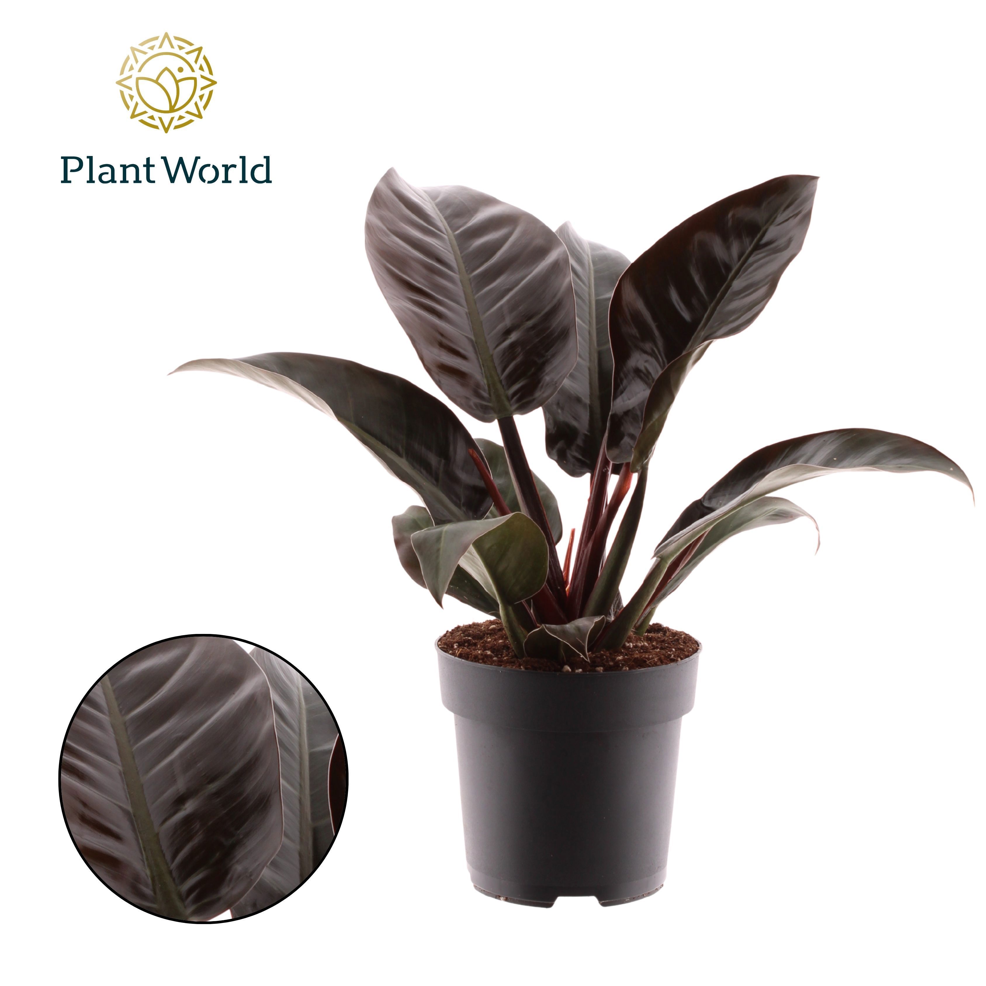 Горшечные цветы и растения оптом Philodendron Imperial Red (decorum) от 4шт из Голландии с доставкой по России