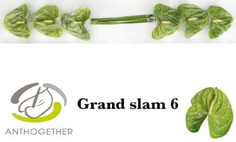 Срезанные цветы оптом Anthurium grand slam от 6шт из Голландии с доставкой по России