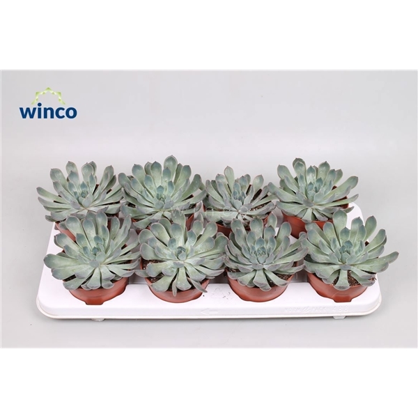 Горшечные цветы и растения оптом Echeveria Pulidonis Grey от 9шт из Голландии с доставкой по России
