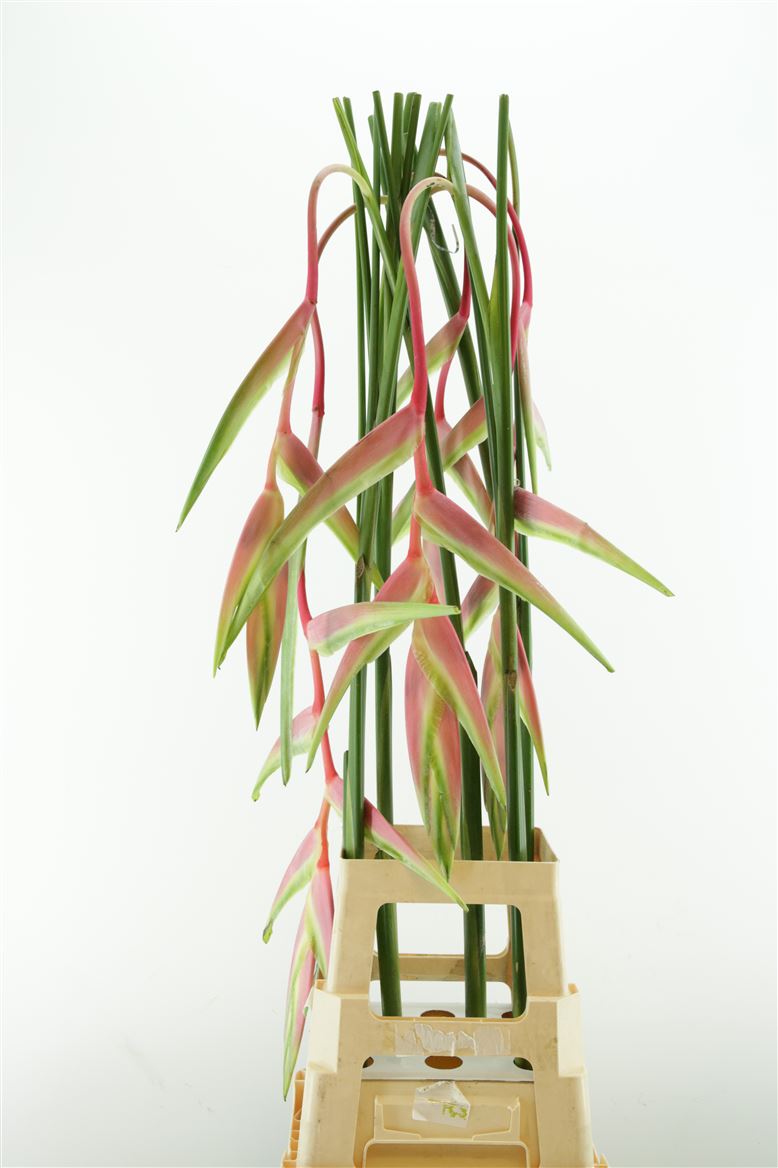 Срезанные цветы оптом Heliconia sexy pink от 8шт из Голландии с доставкой по России