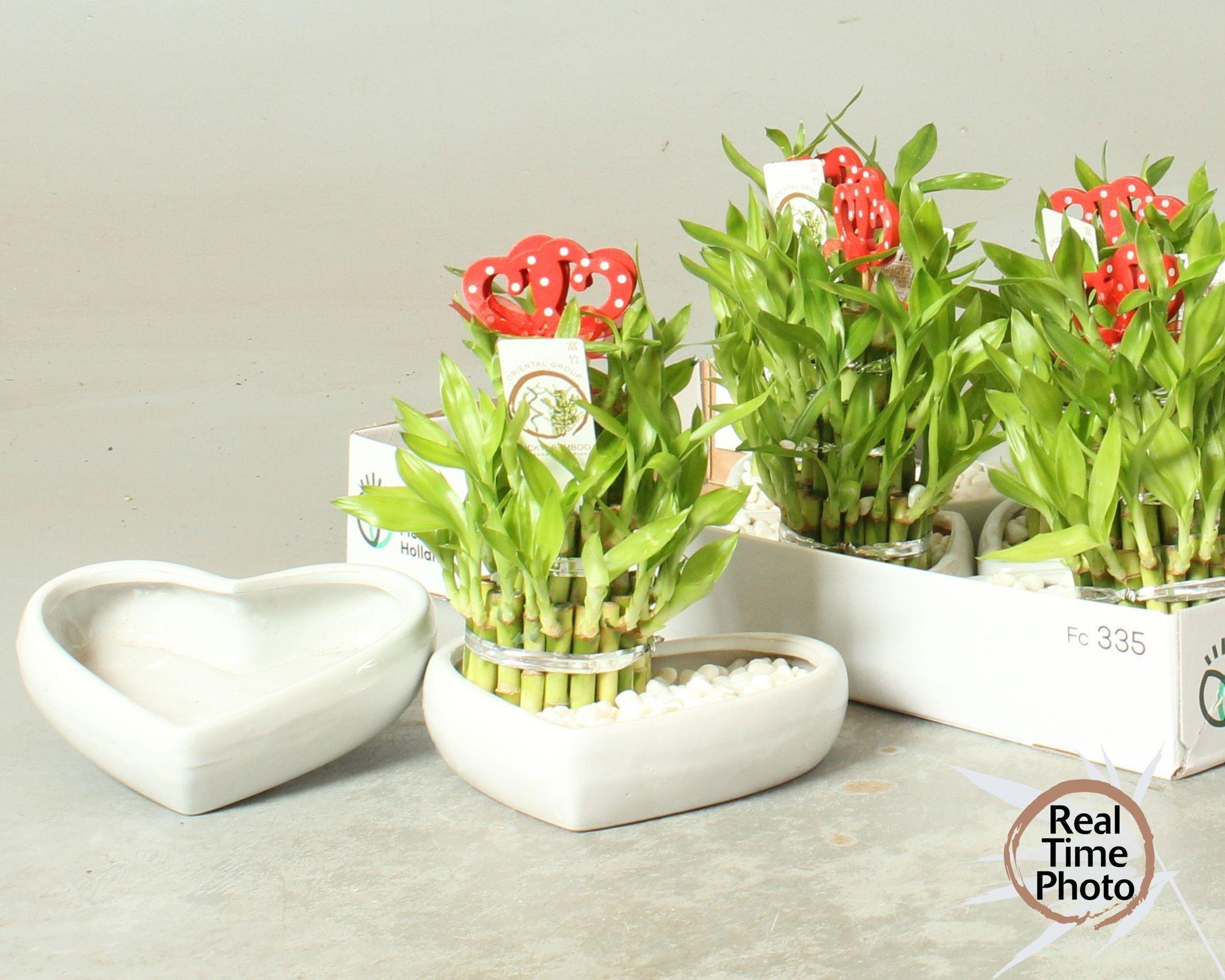 Горшечные цветы и растения оптом Dra Lucky Bamboo от 5шт из Голландии с доставкой по России