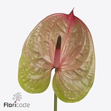 Срезанные цветы оптом Anthurium licosa 312 от 15шт из Голландии с доставкой по России