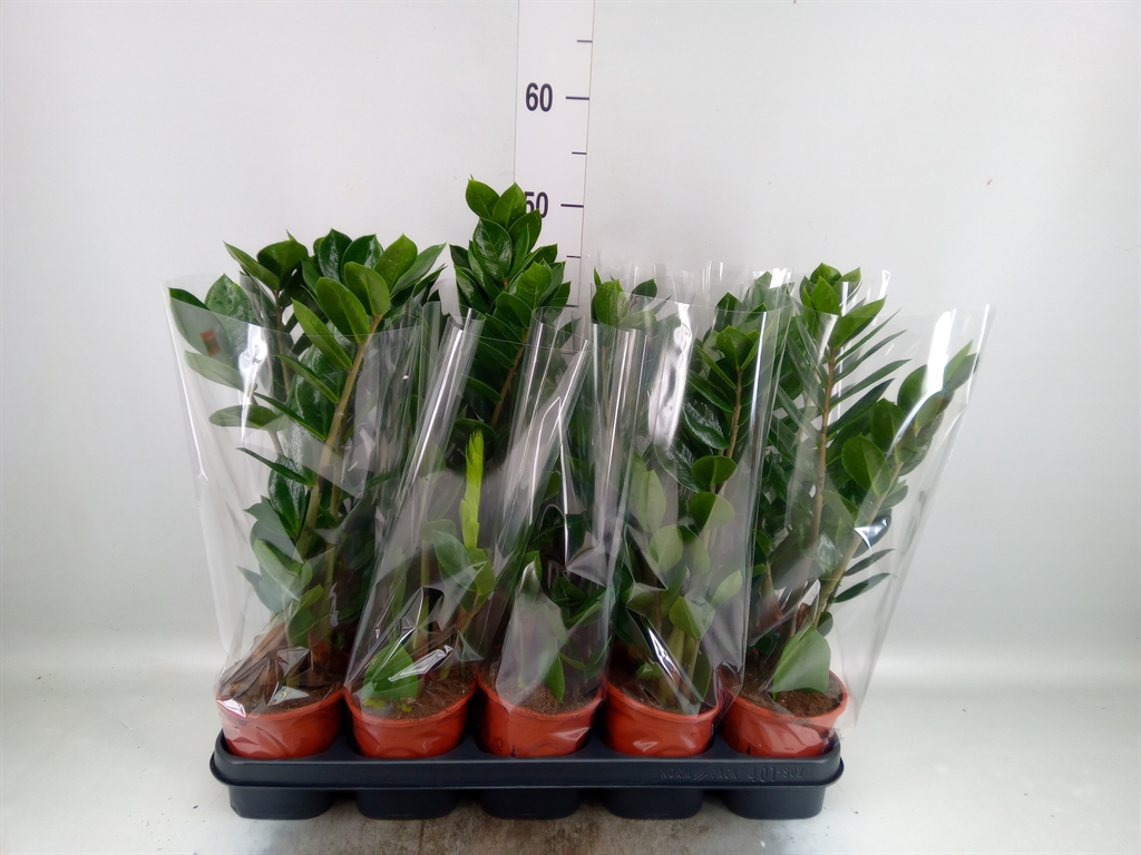 Горшечные цветы и растения оптом Zamioculcas Zamiifolia от 10шт из Голландии с доставкой по России