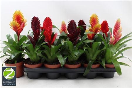 Горшечные цветы и растения оптом Vries Gem 4 Srt от 10шт из Голландии с доставкой по России