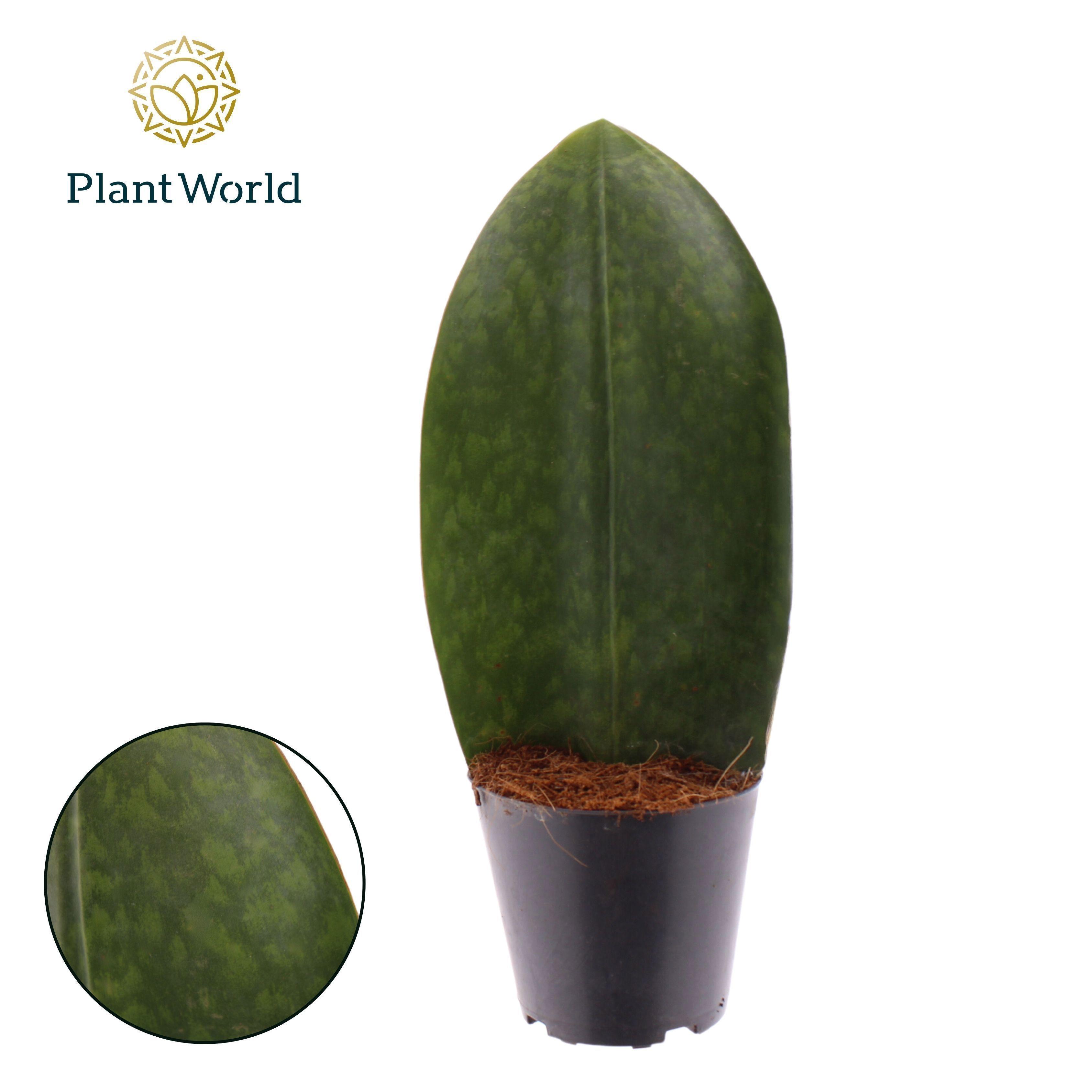 Горшечные цветы и растения оптом Sansevieria Masoniana Whale Fin от 6шт из Голландии с доставкой по России