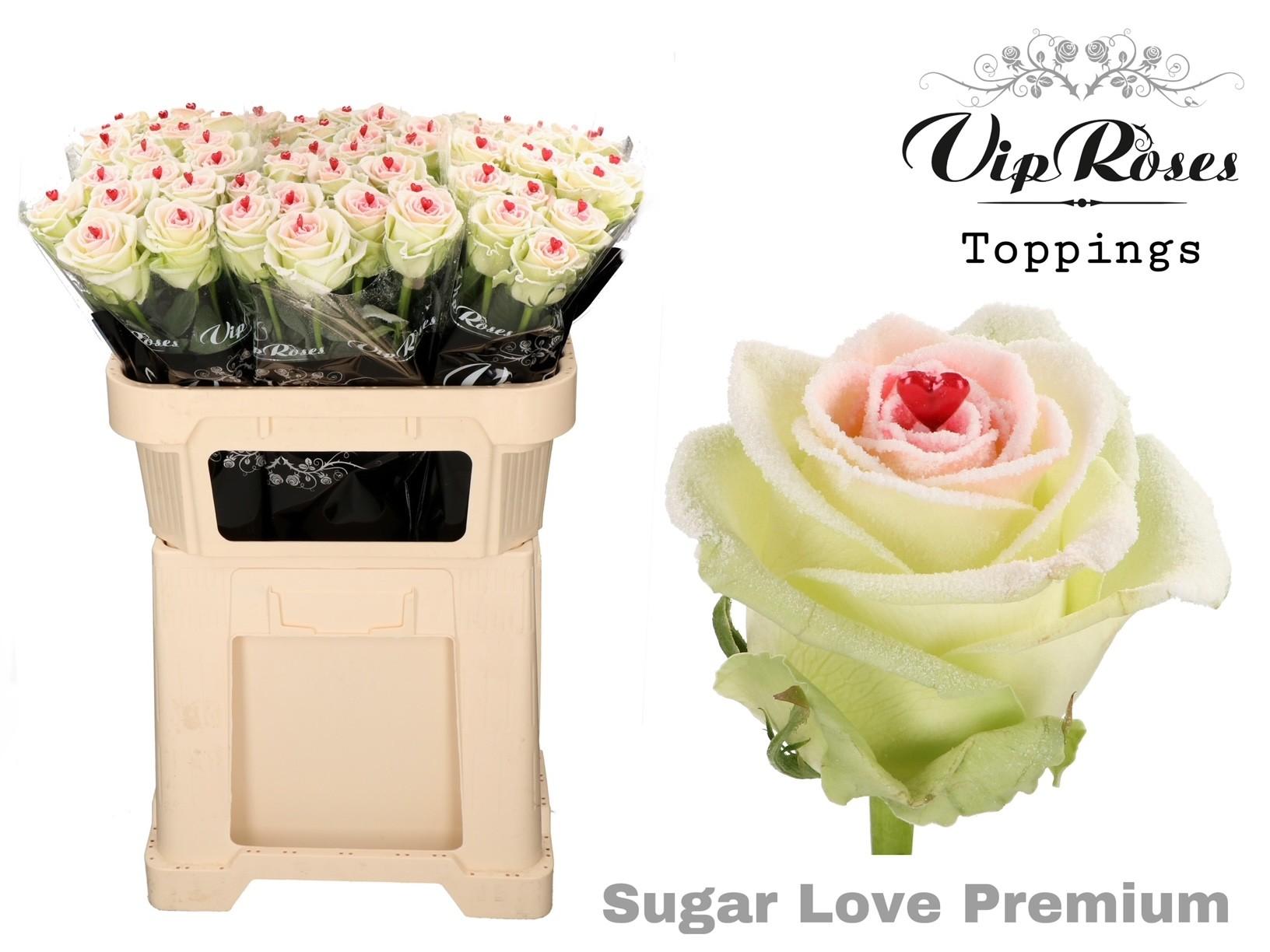 Срезанные цветы оптом Rosa large paint sugar love от 50шт из Голландии с доставкой по России