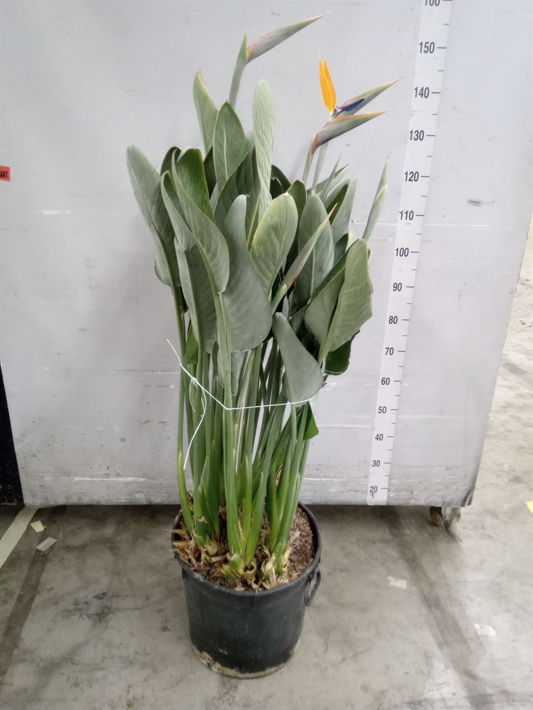 Горшечные цветы и растения оптом Strelitzia Reg. от 1шт из Голландии с доставкой по России