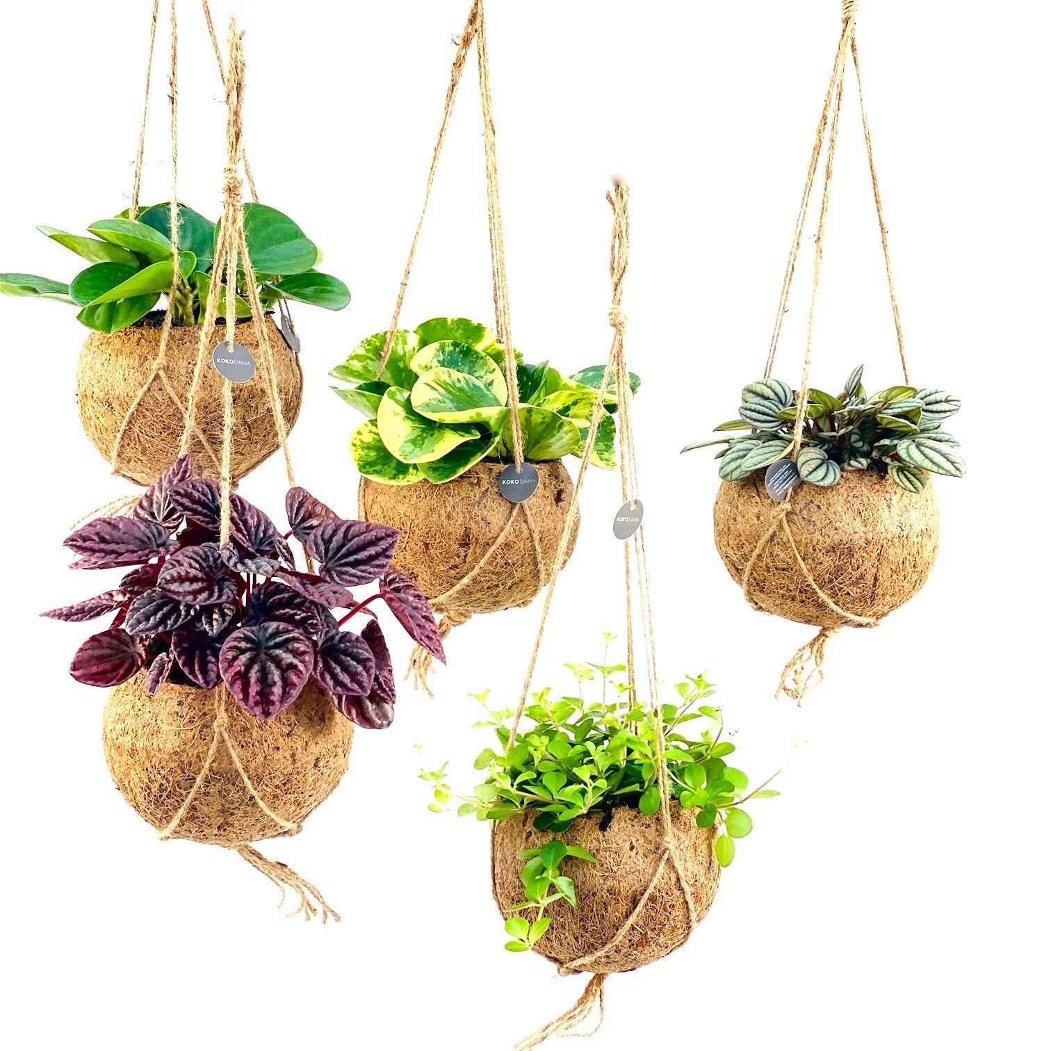 Горшечные цветы и растения оптом Kamerpl Gem Gr 6 Srt от 6шт из Голландии с доставкой по России