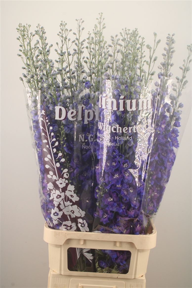 Срезанные цветы оптом Delphinium el du dewi blue star от 30шт из Голландии с доставкой по России