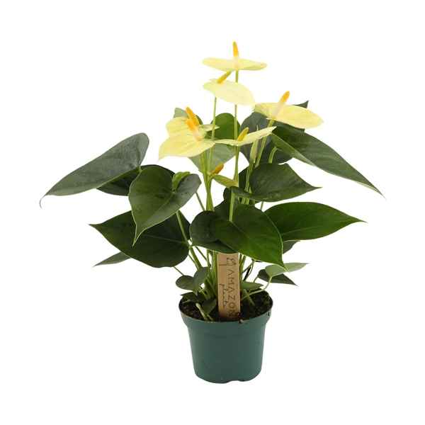 Горшечные цветы и растения оптом Anth An Vanilla 3+ (amazone) от 12шт из Голландии с доставкой по России