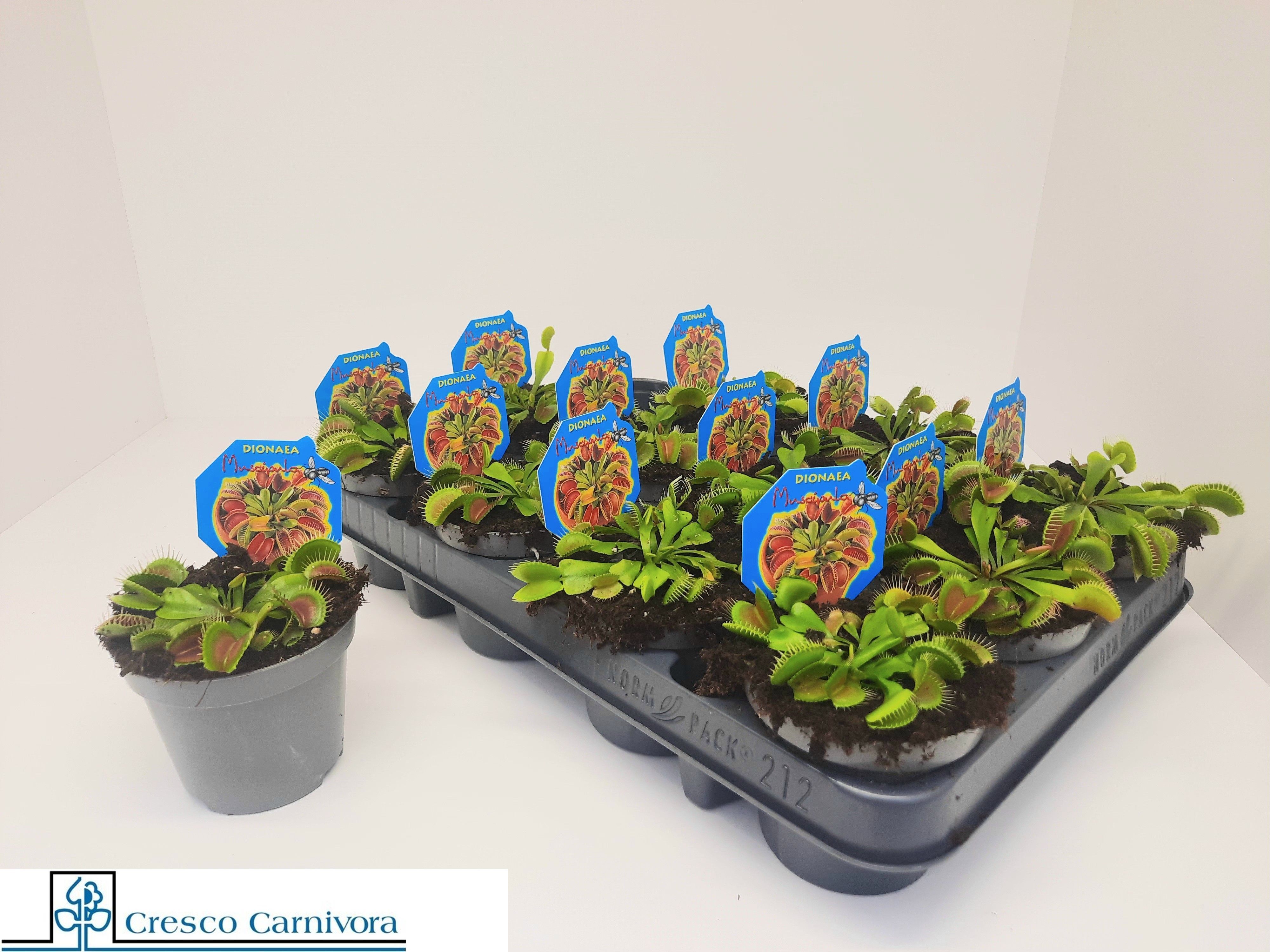 Горшечные цветы и растения оптом Dionaea Muscipula от 12шт из Голландии с доставкой по России