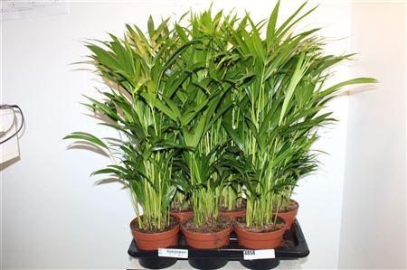 Горшечные цветы и растения оптом Dypsis Lutescens 20pp от 6шт из Голландии с доставкой по России