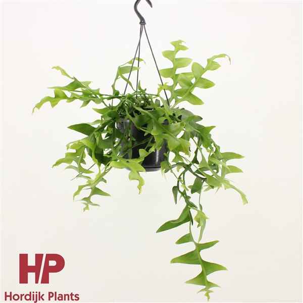 Горшечные цветы и растения оптом Epiphyllum Chrysocardium Hanging Pot от 7шт из Голландии с доставкой по России