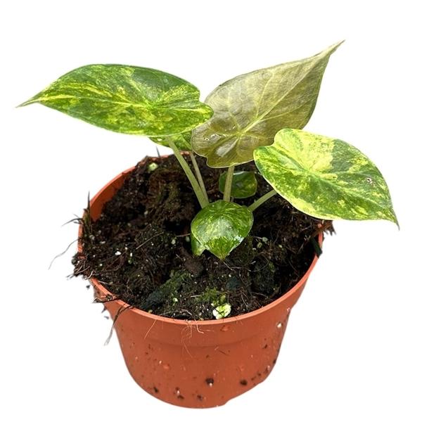 Горшечные цветы и растения оптом Alocasia Wentii Aurea от 1шт (для телеги) из Голландии с доставкой по России