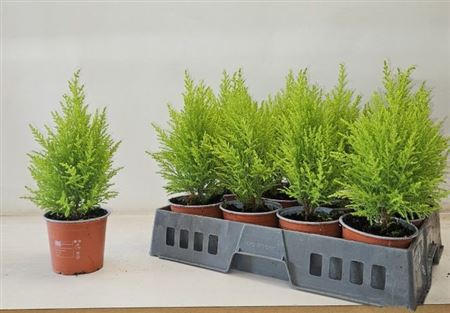 Горшечные цветы и растения оптом Cupr Ma Goldc Wilma от 12шт из Голландии с доставкой по России