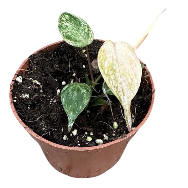 Горшечные цветы и растения оптом Philodendron Micans Marble Variegata от 1шт из Голландии с доставкой по России